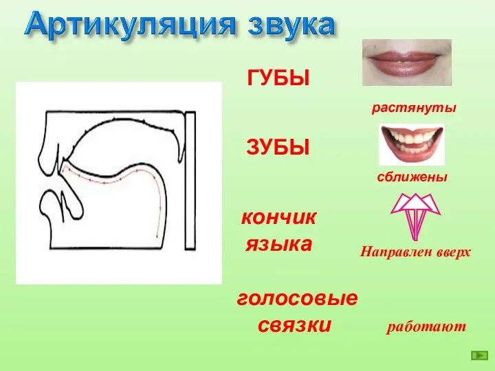 растянуты ЗУБЫ кончикязыка голосовые связки ГУБЫ сближены Направлен вверх работают