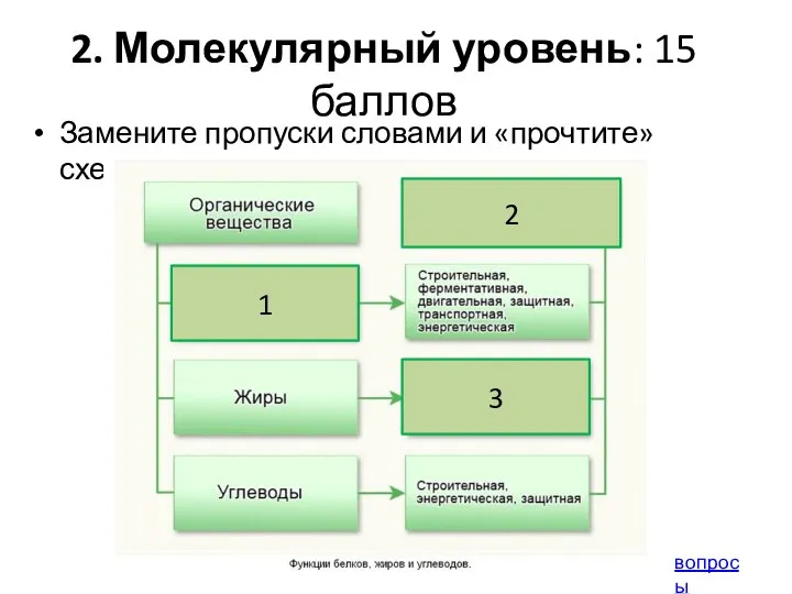 2. Молекулярный уровень: 15 баллов Замените пропуски словами и «прочтите» схему. вопросы 3 1 2