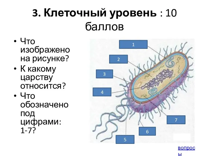 3. Клеточный уровень : 10 баллов Что изображено на рисунке?