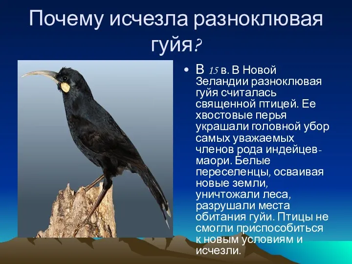 Почему исчезла разноклювая гуйя? В 15 в. В Новой Зеландии