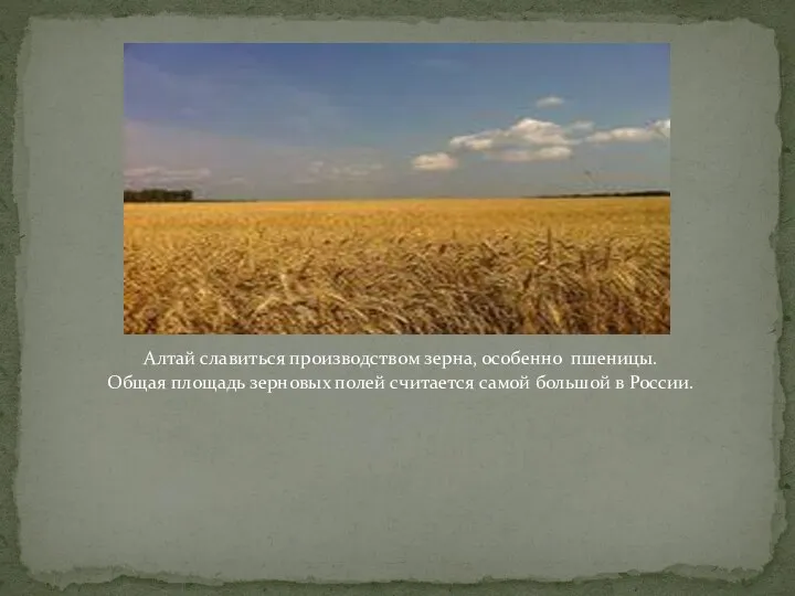 Алтай славиться производством зерна, особенно пшеницы. Общая площадь зерновых полей считается самой большой в России.