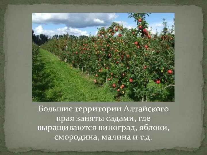 Большие территории Алтайского края заняты садами, где выращиваются виноград, яблоки, смородина, малина и т.д.
