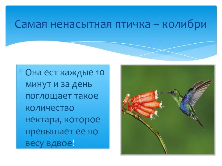 Самая ненасытная птичка – колибри Она ест каждые 10 минут и за день