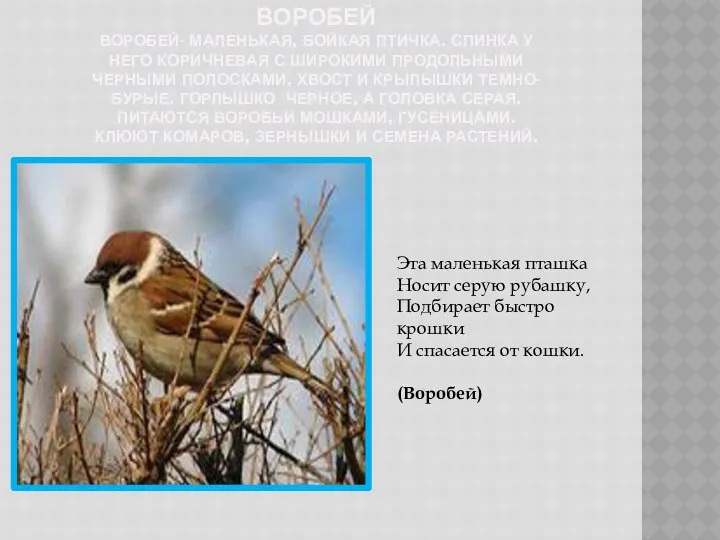 Воробей Воробей- маленькая, бойкая птичка. Спинка у него коричневая с