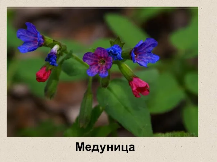 Медуница