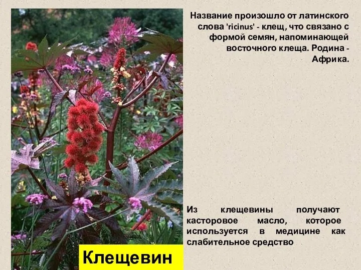 Название произошло от латинского слова 'ricinus' - клещ, что связано