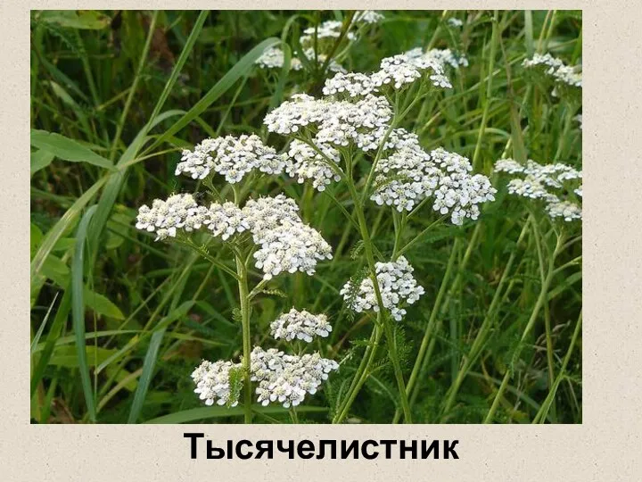 Тысячелистник