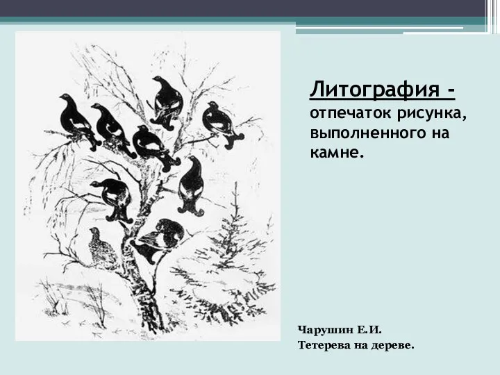 Литография -отпечаток рисунка, выполненного на камне. Чарушин Е.И. Тетерева на дереве.