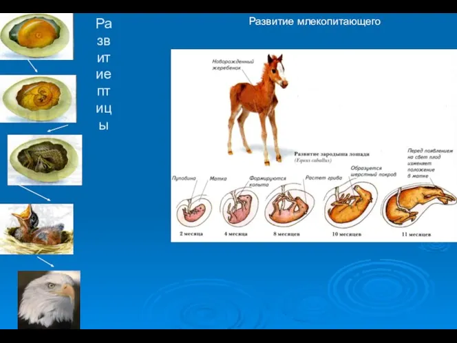 Развитие птицы Развитие млекопитающего