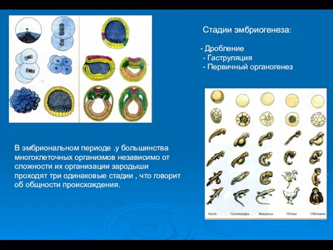 Стадии эмбриогенеза: Дробление - Гаструляция - Первичный органогенез В эмбриональном