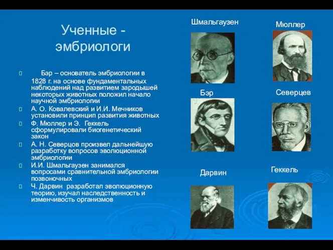 Ученные - эмбриологи Бэр – основатель эмбриологии в 1828 г. на основе фундаментальных