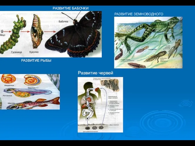 РАЗВИТИЕ ЗЕМНОВОДНОГО РАЗВИТИЕ РЫБЫ РАЗВИТИЕ БАБОЧКИ Развитие червей
