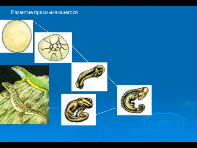 Развитие пресмыкающегося