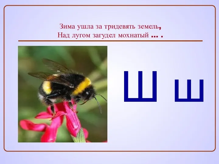 Зима ушла за тридевять земель, Над лугом загудел мохнатый … . Ш ш