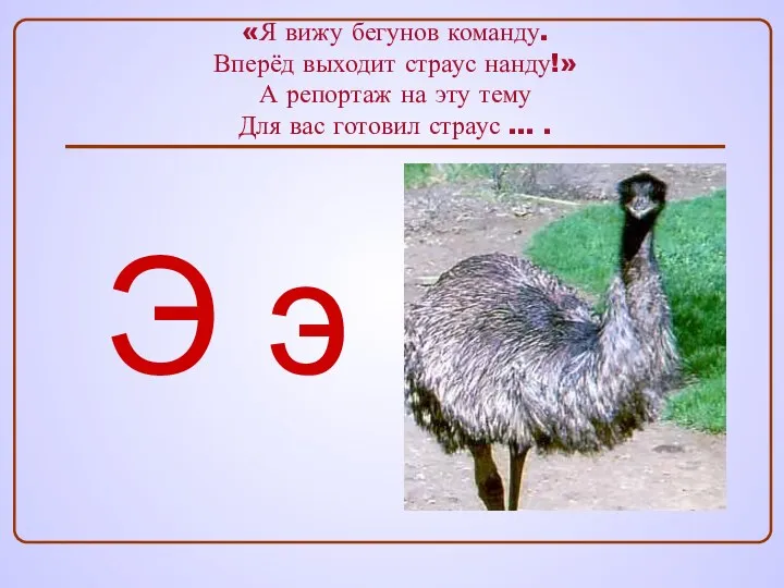 «Я вижу бегунов команду. Вперёд выходит страус нанду!» А репортаж