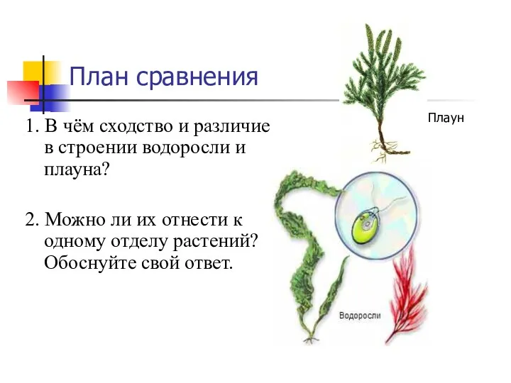 План сравнения 1. В чём сходство и различие в строении водоросли и плауна?