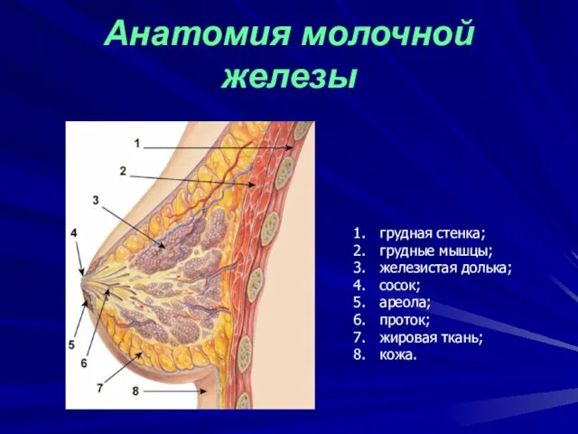 Анатомия молочной железы грудная стенка; грудные мышцы; железистая долька; сосок; ареола; проток; жировая ткань; кожа.