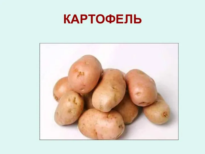 КАРТОФЕЛЬ