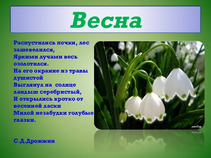 Весна Распустились почки, лес зашевелился, Яркими лучами весь озолотился. На