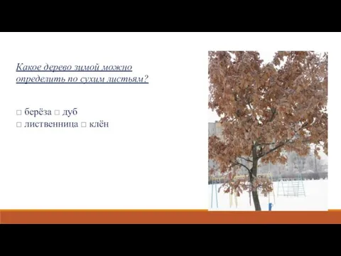 Какое дерево зимой можно определить по сухим листьям? □ берёза □ дуб □ лиственница □ клён
