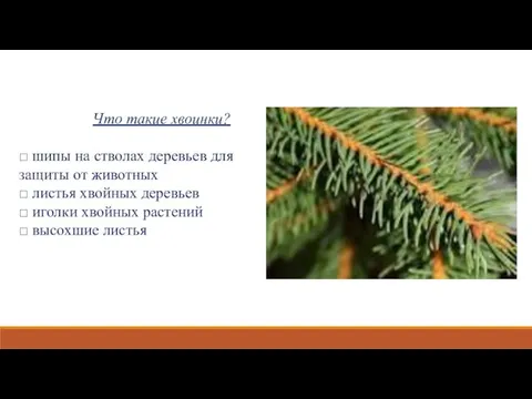 Что такие хвоинки? □ шипы на стволах деревьев для защиты