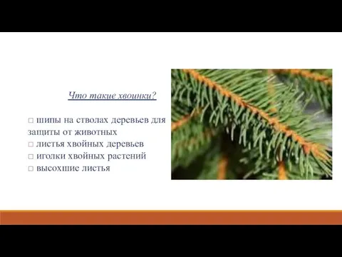 Что такие хвоинки? □ шипы на стволах деревьев для защиты