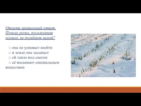 Отметь правильный ответ. Почему рожь, посаженная осенью, не погибает зимой?