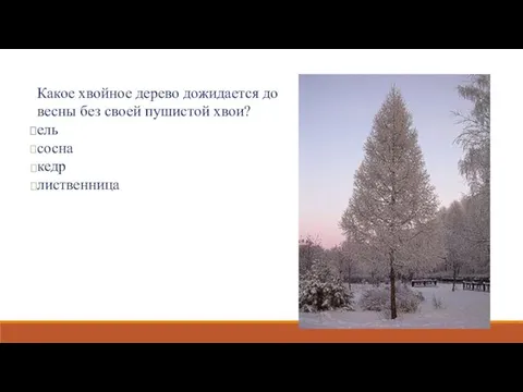 Какое хвойное дерево дожидается до весны без своей пушистой хвои? ель сосна кедр лиственница