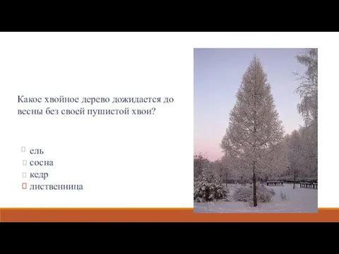 Какое хвойное дерево дожидается до весны без своей пушистой хвои? ель сосна кедр лиственница