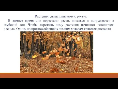 Растения: дышат, питаются, растут. В зимнее время они перестают расти,