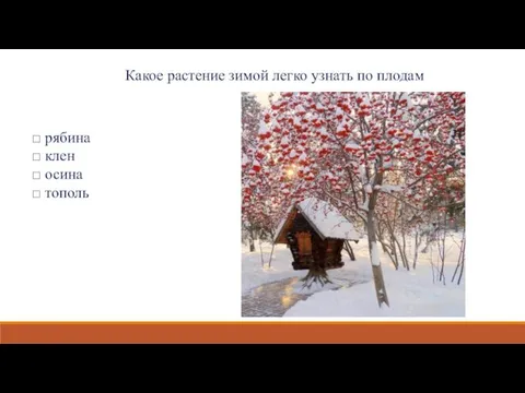 Какое растение зимой легко узнать по плодам □ рябина □ клен □ осина □ тополь