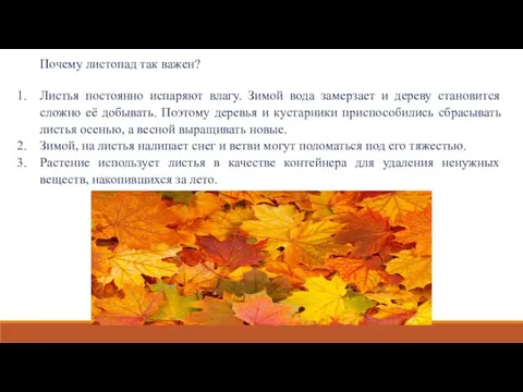 Почему листопад так важен? Листья постоянно испаряют влагу. Зимой вода