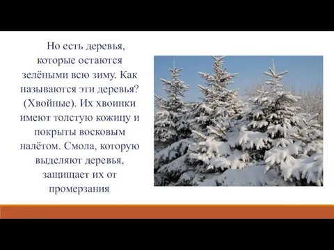 Но есть деревья, которые остаются зелёными всю зиму. Как называются