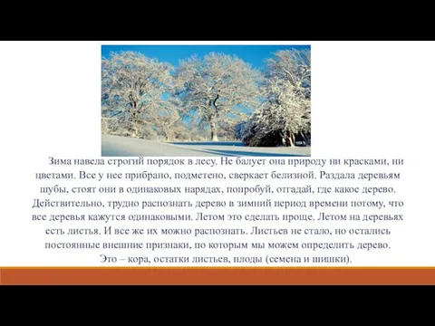 Зима навела строгий порядок в лесу. Не балует она природу