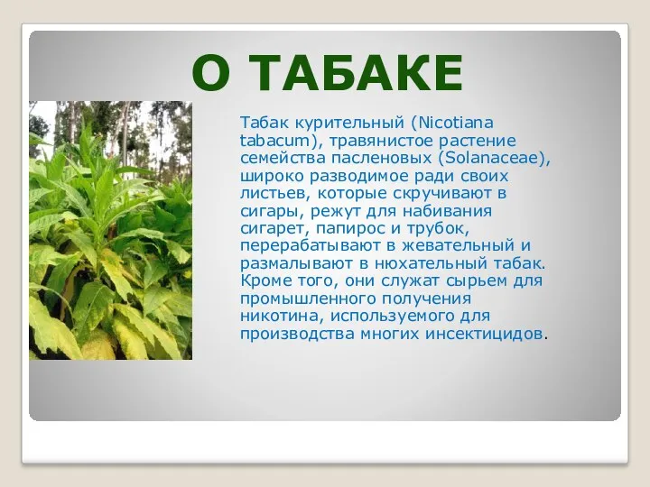 О ТАБАКЕ Табак курительный (Nicotiana tabacum), травянистое растение семейства пасленовых (Solanaceae), широко разводимое