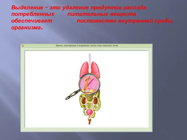 Выделение – это удаление продуктов распада потребленных питательных веществ обеспечивает постоянство внутренней среды организма.