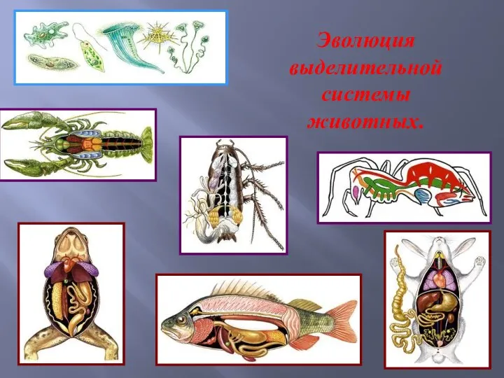 Эволюция выделительной системы животных.