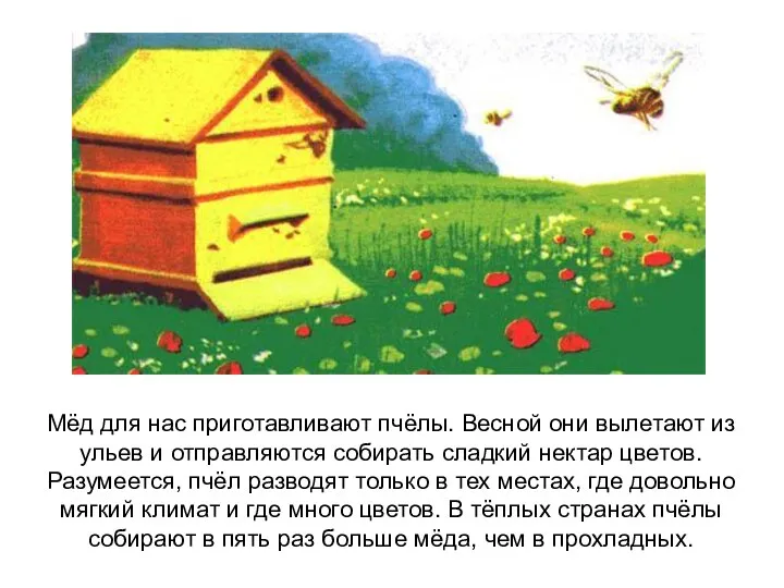 Мёд для нас приготавливают пчёлы. Весной они вылетают из ульев и отправляются собирать