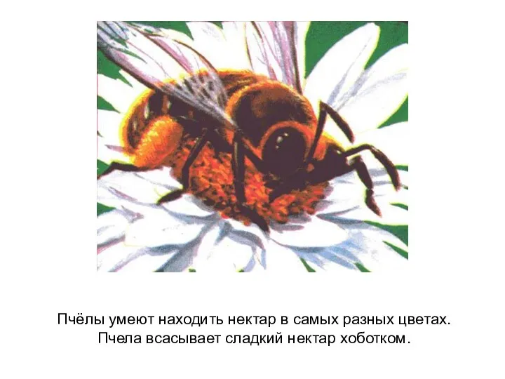Пчёлы умеют находить нектар в самых разных цветах. Пчела всасывает сладкий нектар хоботком.