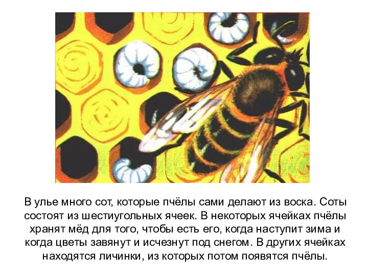 В улье много сот, которые пчёлы сами делают из воска. Соты состоят из