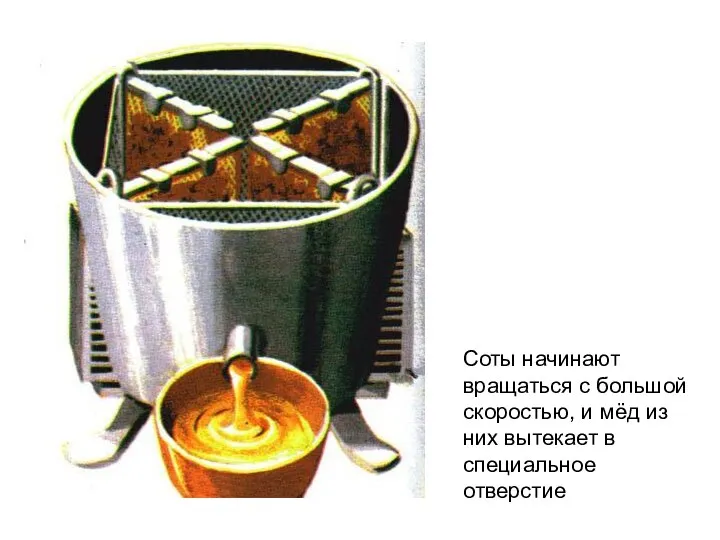 Соты начинают вращаться с большой скоростью, и мёд из них вытекает в специальное отверстие