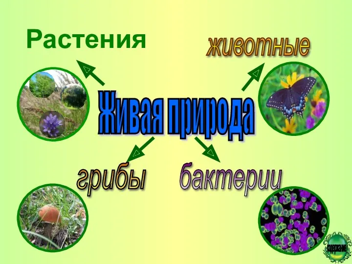 Живая природа животные грибы бактерии Растения