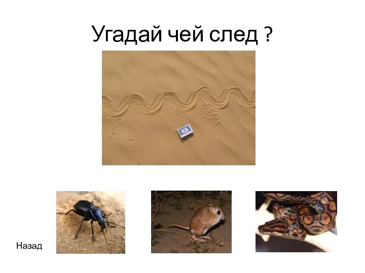 Угадай чей след ? Назад