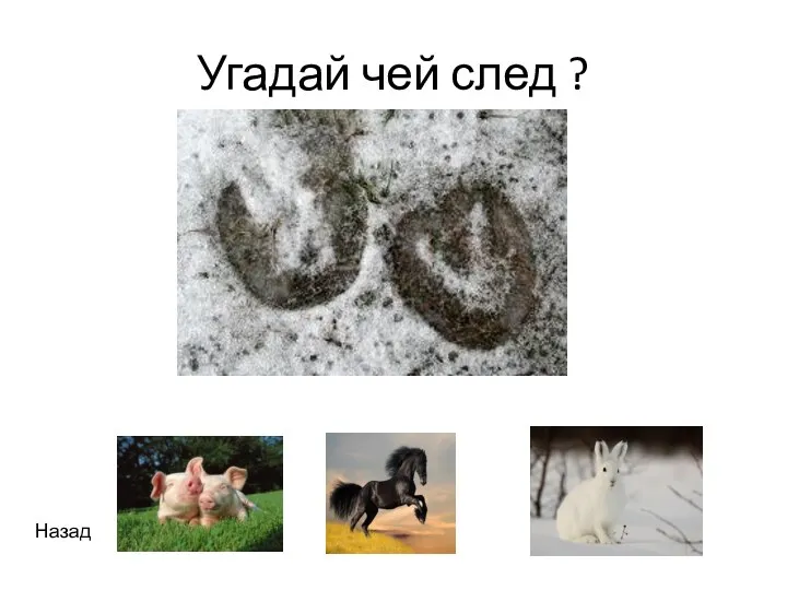 Угадай чей след ? Назад