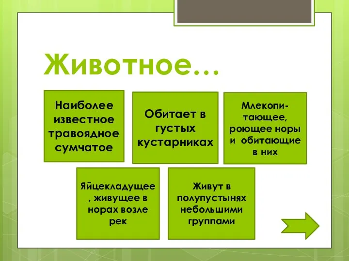 Животное… Наиболее известное травоядное сумчатое Обитает в густых кустарниках Млекопи-тающее, роющее норы и