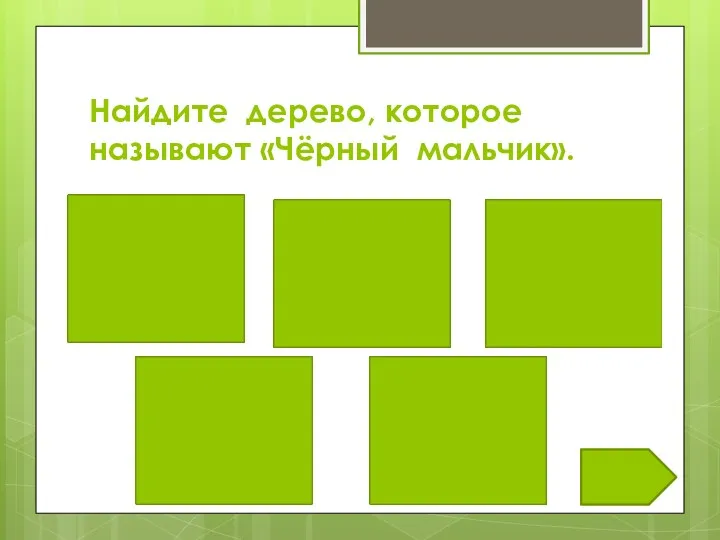 Найдите дерево, которое называют «Чёрный мальчик».