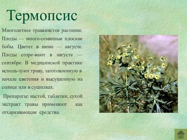 Термопсис Многолетнее травянистое растение. Плоды — много-семянные плоские бобы. Цветет в июне —