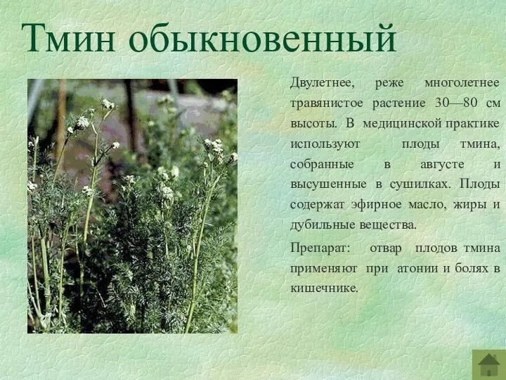 Тмин обыкновенный Двулетнее, реже многолетнее травянистое растение 30—80 см высоты. В медицинской практике