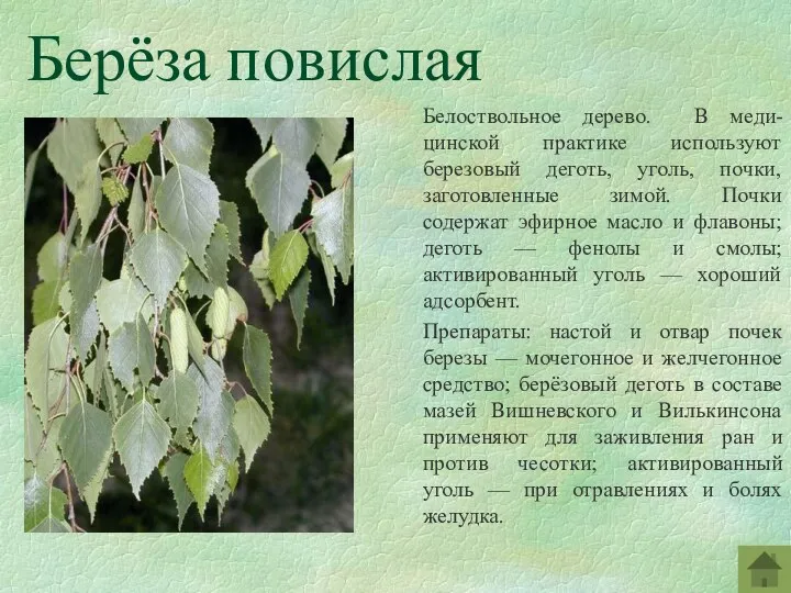 Берёза повислая Белоствольное дерево. В меди-цинской практике используют березовый деготь, уголь, почки, заготовленные