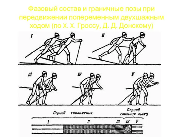 Фазовый состав и граничные позы при передвижении попеременным двухшажным ходом